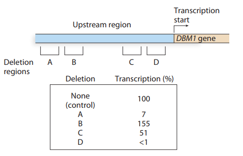 Chapter 15, Problem 18P, The consequences of four deletions from the region upstream of the yeast gene DBM 1 are studied to 