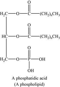 ORG.CHEM.W/LSLF.SOL.MAN. >P<, Chapter 25, Problem 25.14SP , additional homework tip  6