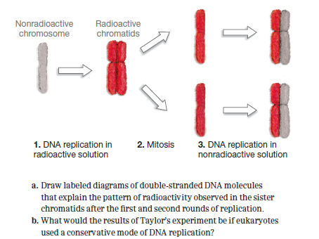 Chapter 15, Problem 14TYPSS, 9. MODEL In the late 1950s, Herbert Taylor grew bean root-tip cells in a solution of radioactive 