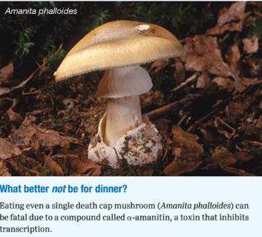 Chapter 17, Problem 11PIAT, What better not be for dinner? Eating even a single death cap mushroom (Amanita phalloides) can be 