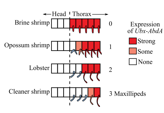 Biological Science, Books a la Carte Plus Mastering Biology with Pearson eText -- Access Card Package (6th Edition), Chapter 31, Problem 14PIAT 