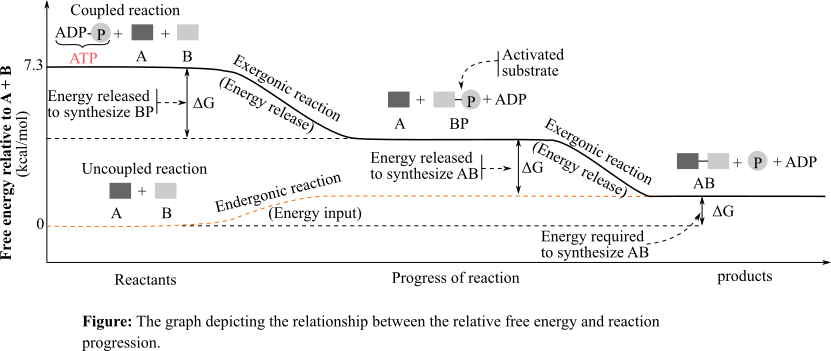 Biological Science (6th Edition), Chapter 8, Problem 7TYU 