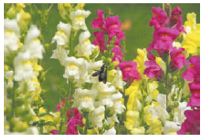 Chapter 11.1, Problem 25E, Genetics in Snapdragons Mendel found no dominance in. snapdragons (in contrast to peas) with respect 