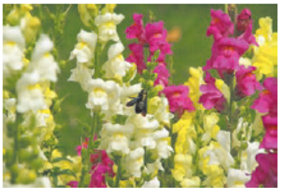 Chapter 11.1, Problem 26E, Genetics in Snapdragons Mendel found no dominance in. snapdragons (in contrast to peas) with respect 