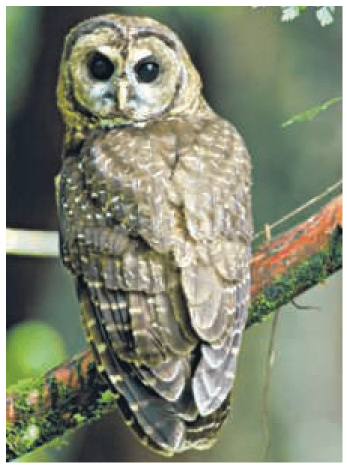 Chapter 2.4, Problem 56E, 56. Northern Spotted Owl Population In an attempt to save the endangered northern spotted owl, the 