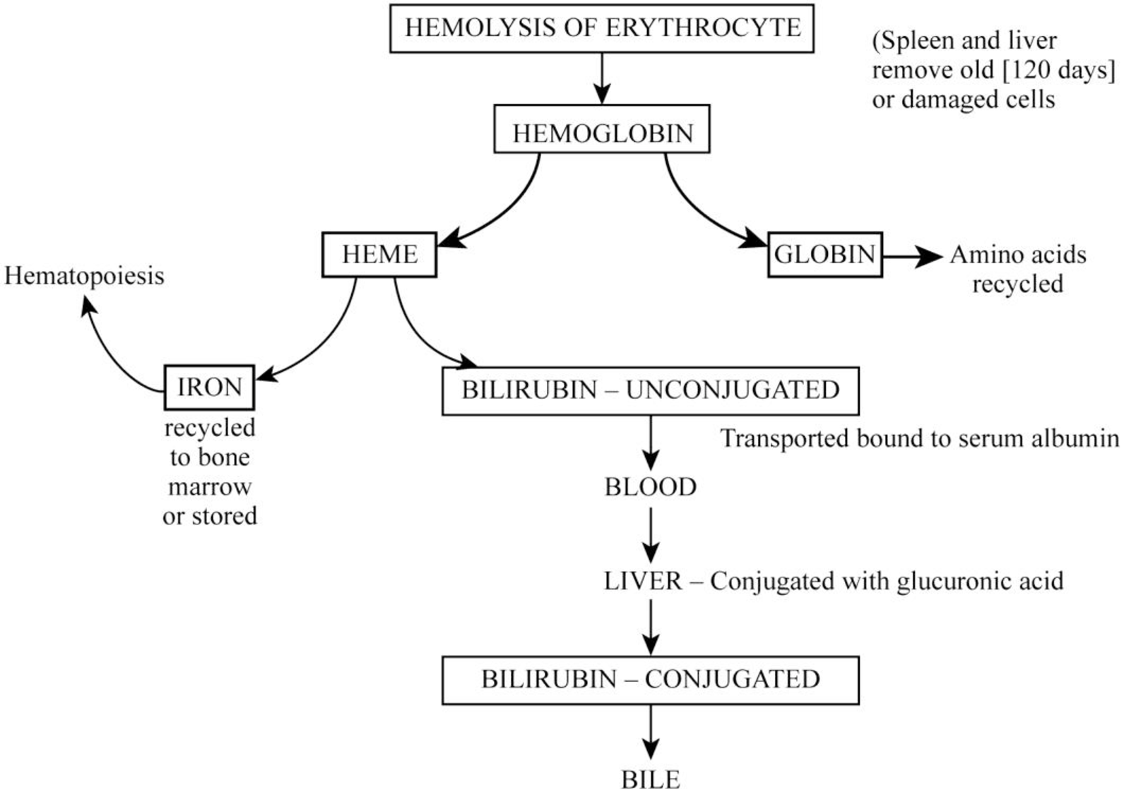 Study Guide for Gould's Pathophysiology for the Health Professions, Chapter 10, Problem 1P 