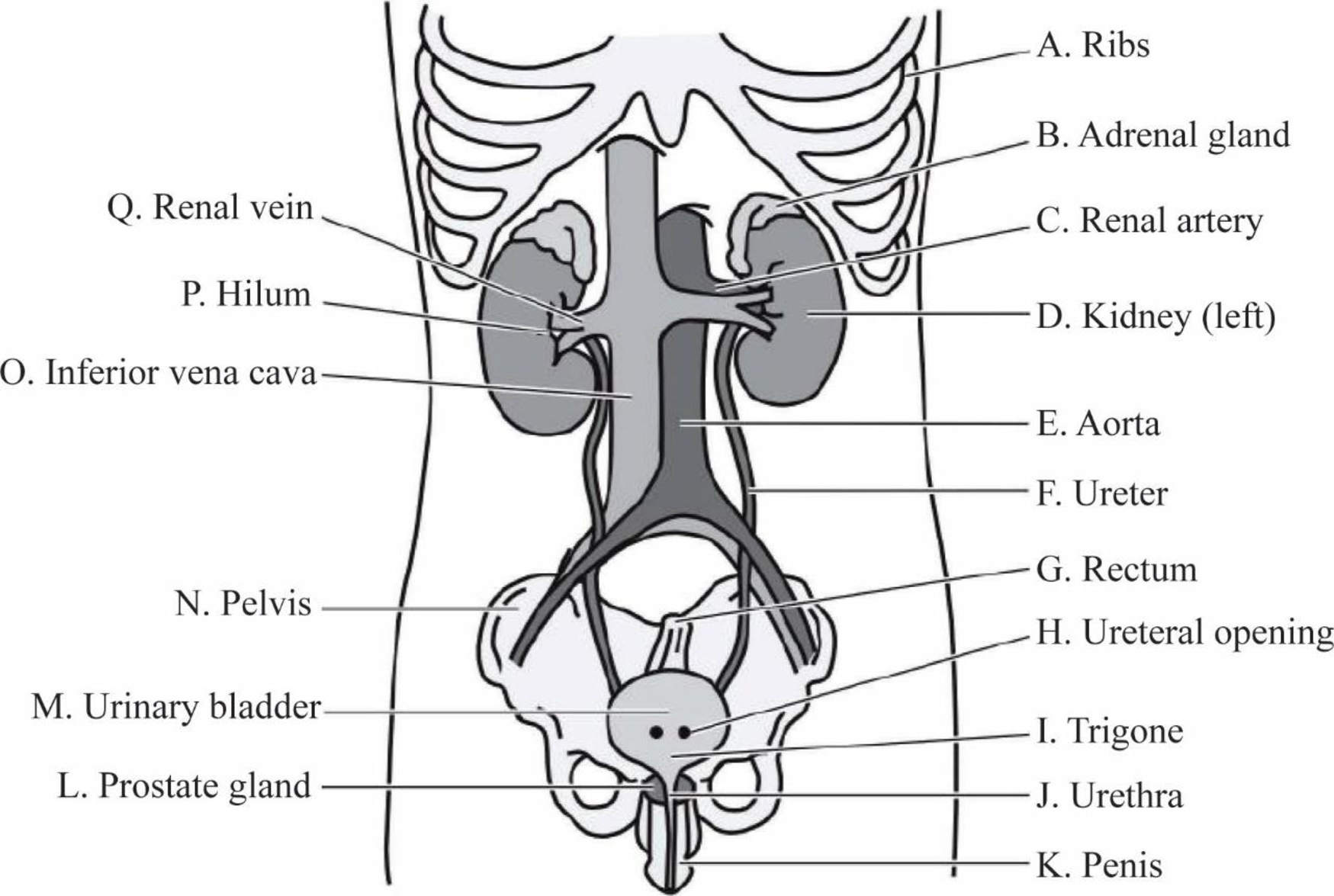 Study Guide for Gould's Pathophysiology for the Health Professions, Chapter 18, Problem 1P 