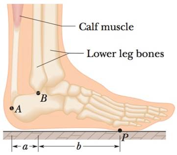 Chapter 12, Problem 13P, Figure 12-31 shows the anatomical structures in the lower leg and foot that are involved in standing 