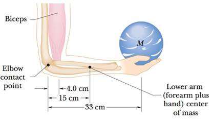 Chapter 12, Problem 20P, A bowler holds a bowling ball M = 7.2 kg in the palm of his hand Fig. 12-37. His upper arm is 