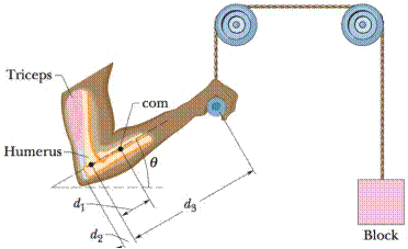 Chapter 12, Problem 27P, GO In Fig. 12-44, a 15 kg block is held in place via a pulley system. The persons upper arm is 