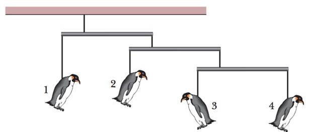 Chapter 12, Problem 5Q, Figure 12-18 shows a mobile of toy penguins hanging from a ceiling. Each crossbar is horizontal, has 