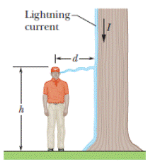 Chapter 27, Problem 27P, Side flash. Figure 27-38 indicates one reason no one should stand under a tree during a lightning 