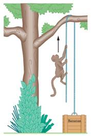 Chapter 5, Problem 59P, SSM A 10 kg monkey climbs up a massless rope that runs over a frictionless tree limb and back down 