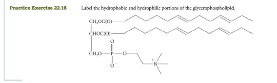Chapter 22, Problem 16PE, Label the hydrophobic and hydrophilic portions of the glycerophospholipid. 