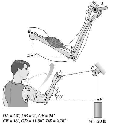 Chapter 3.5, Problem 121P, In executing the biceps-curl exercise, the man holds his shoulder and upper arm stationary and 