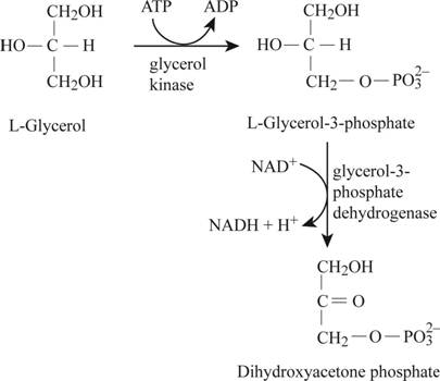 Fundamentals of Biochemistry: Life at the Molecular Level, Chapter 20, Problem 1E 