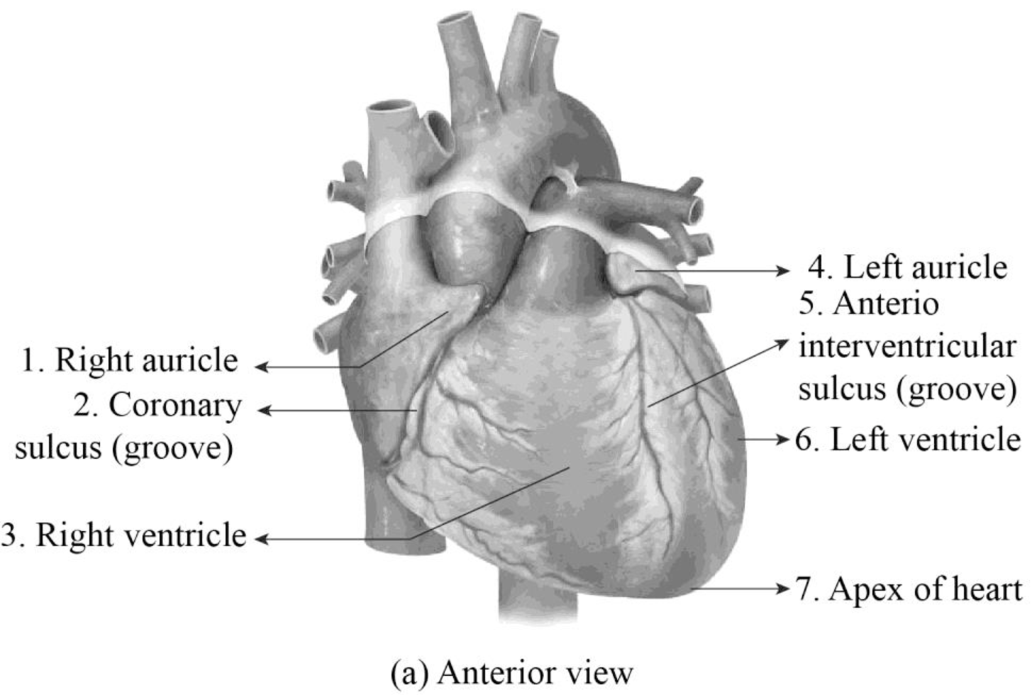 EBK LABORATORY MANUAL FOR ANATOMY AND P, Chapter 27, Problem 1.1BGL , additional homework tip  1