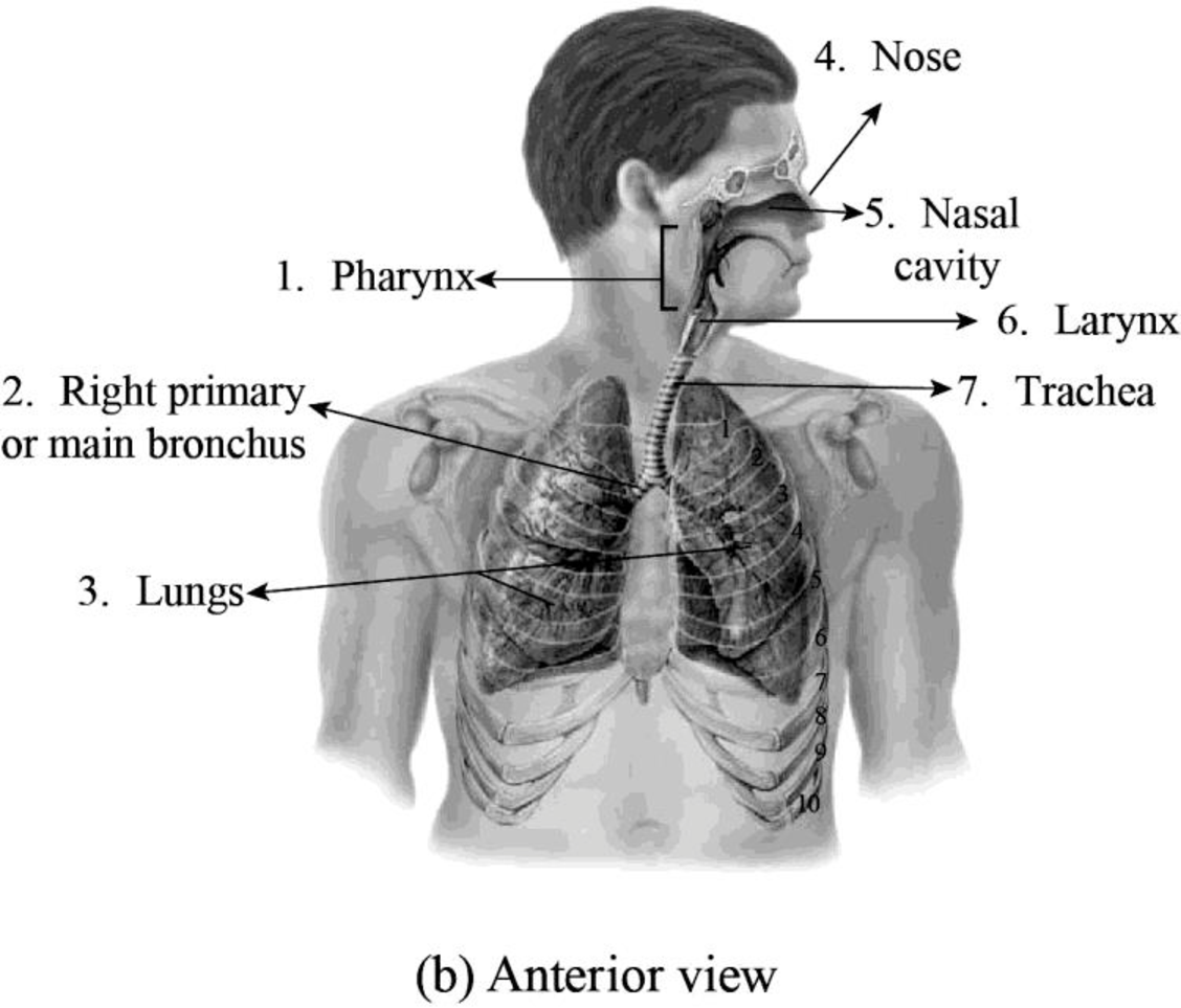 EBK LABORATORY MANUAL FOR ANATOMY AND P, Chapter 32, Problem 1.1BGL 