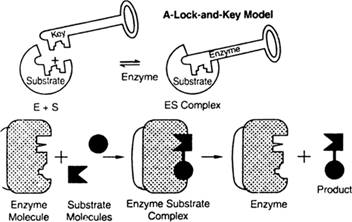 World of Chemistry, 3rd edition, Chapter 21, Problem 26A , additional homework tip  1