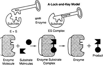 World of Chemistry, 3rd edition, Chapter 21, Problem 26A , additional homework tip  2