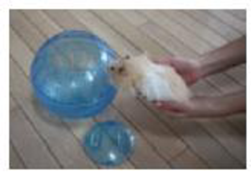 Chapter 13, Problem 66PQ, To give a pet hamster exercise, some people put the hamster in a ventilated ball andallow it roam 