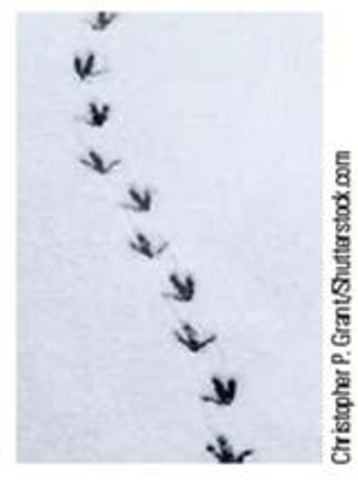 Chapter 2, Problem 2PQ, An animals tracks are frozen in the snow (Fig. P2.2). Can these tracks be used to make a motion 
