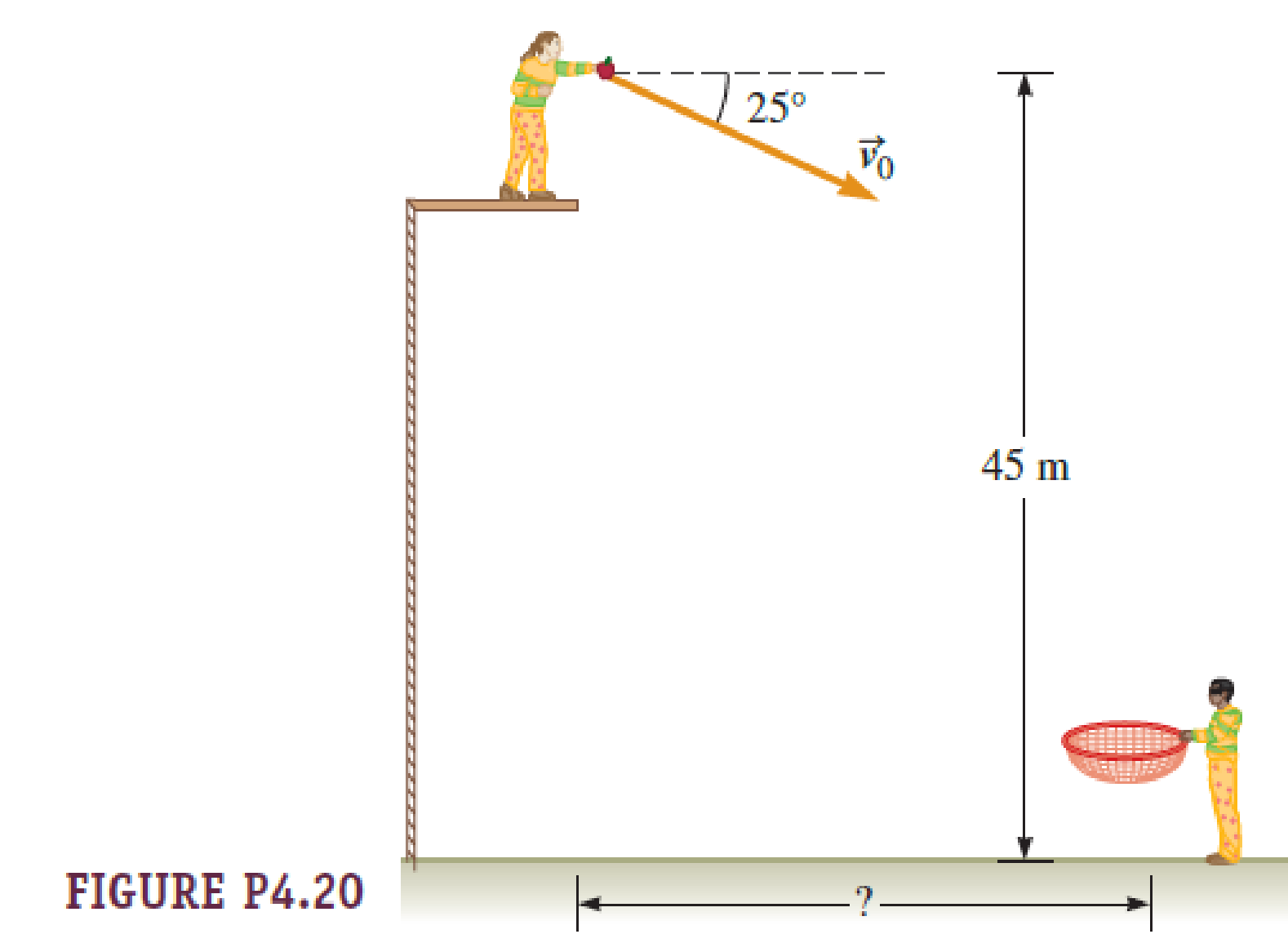 Chapter 4, Problem 20PQ, A circus performer stands on a platform and throws an apple from a height of 45 m above the ground 
