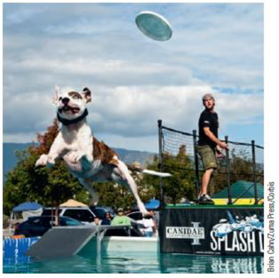 Chapter 4, Problem 33PQ, Dock diving is a great form of athletic competition for dogs of all shapes and sizes (Fig. P4.33). 
