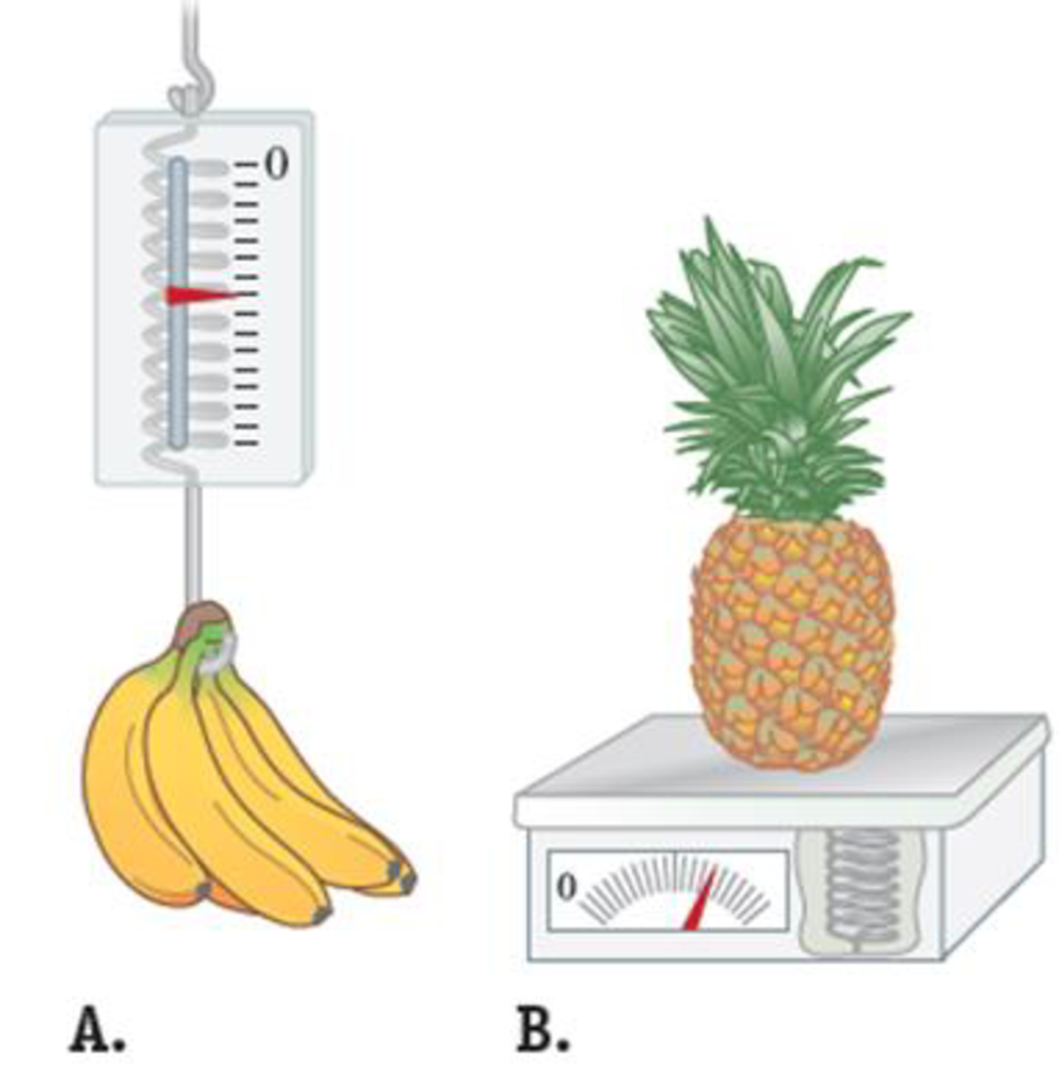 Chapter 5.7, Problem 5.8CE, Imagine weighing the same bunch of bananas with two different spring scales like the one in Figure 
