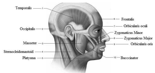 Laboratory Manual for Holes Human Anatomy & Physiology Fetal Pig Version, Chapter 20, Problem F20.1A 