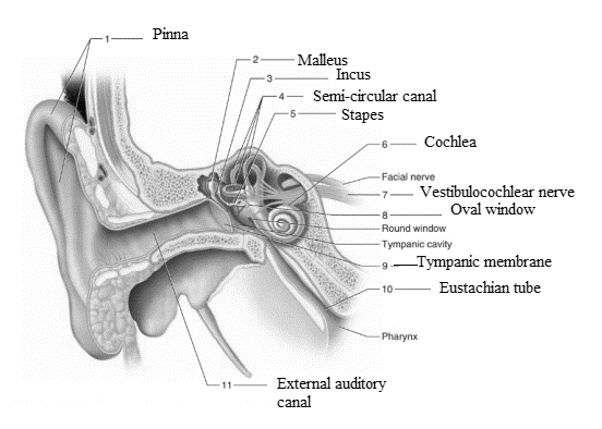 Laboratory Manual for Holes Human Anatomy & Physiology Fetal Pig Version, Chapter 32, Problem F32.1A 