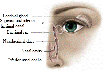 Laboratory Manual for Holes Human Anatomy & Physiology Fetal Pig Version, Chapter 34, Problem F34.1A 