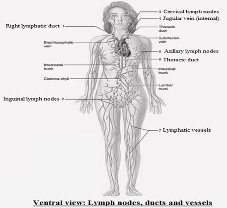 FIGURE 42.1 Label the diagram by placing the correct numbers in the ...