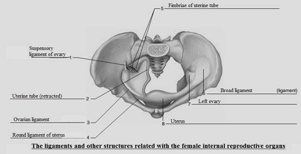 Laboratory Manual for Holes Human Anatomy & Physiology Fetal Pig Version, Chapter 51, Problem F51.1A 