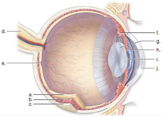 Chapter 18.4, Problem 8A, Label the following diagram of the human eye. 