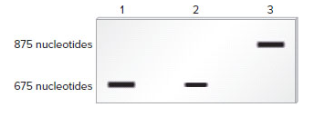 Chapter 12, Problem 2EQ, 2.	Chapter 21 describes a technique known as Northern blotting that is used to detect RNA 