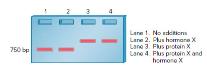 Chapter 15, Problem 6EQ, 6.	As described in Chapter 21, an electrophoretic mobility shift assay (EMSA) can be used to 