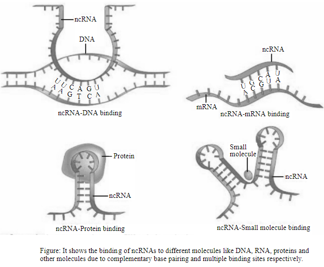 GENETICS:ANALYSIS+PRIN.(LL)-W/ACCESS, Chapter 17, Problem 1CONQ 