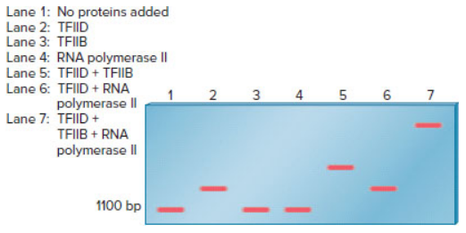 Chapter 21, Problem 30EQ, An electrophoretic mobility shift assay can be used to study the binding of proteins to a segment of 
