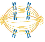 Chapter 3.4, Problem 2COMQ, Which phase of meiosis is depicted in the drawing below? a. Metaphase of meiosis I b. Metaphase of 