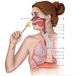 Chapter 24.1, Problem 1A, Label the components of the human respiratory system in the following illustration. 