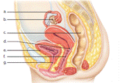 Chapter 29.1, Problem 4A, Label the parts of the female reproductive system in the following illustration. 