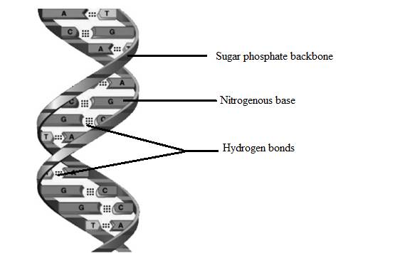 ETEXT ESSENTIALS OF BIOLOGY, Chapter 8, Problem S3.2BYB 