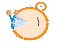 Chapter 8.2, Problem 7A, Label the phases of the cell cycle on the following diagram. Include anaphase, cytokinesis, G 1 