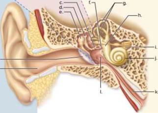 Chapter 15, Problem 12A, Label this diagram of a human ear. Outer ear 