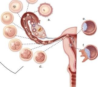 Chapter 18, Problem 3A, Label each of the indicated stages of pre-embryonic development. b. 