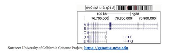 Chapter 10, Problem 14P, The figure that follows shows part of a modified screen shot of part of the human genome as 