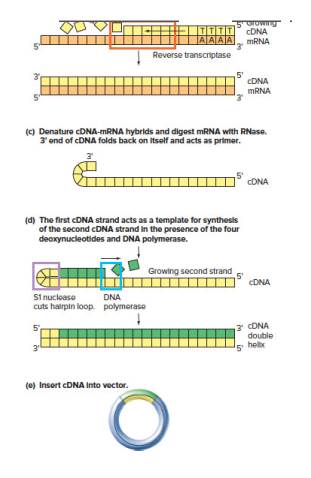 Chapter 10, Problem 15P, In Problem 14, cDNAs F and G could not be found in cDNA libraries from any tissue prepared using the , example  2