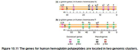 Chapter 10, Problem 21P, Chimpanzees have a set of hemoglobin genes very similar to the set in humans that was shown in Fig. , example  1