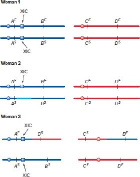 Chapter 11, Problem 15P, On the following figures, genes A and B are on the X chromosome blue and both are subject to X 